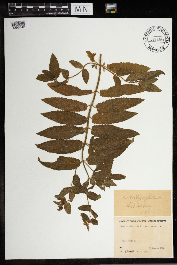 Stachys palustris var. palustris image