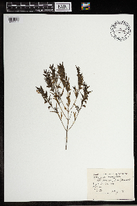 Melampyrum lineare var. americanum image