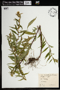 Solidago caesia image