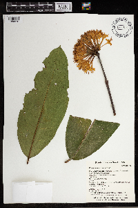 Phaleria macrocarpa image