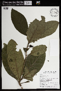 Coelospermum salomoniense image