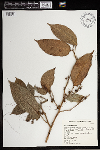 Ficus subulata image