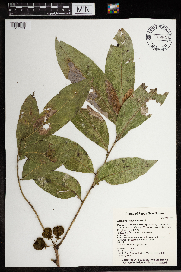 Harpullia longipetala image
