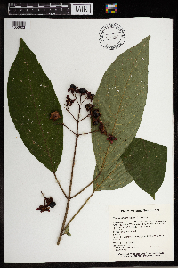 Image of Clerodendrum porphyrocalyx