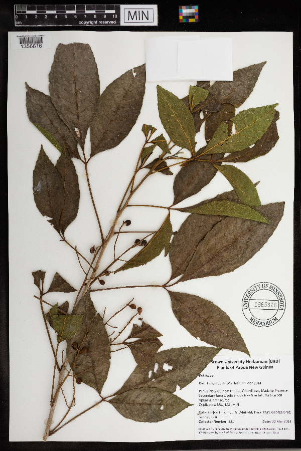 Allophylus cobbe image