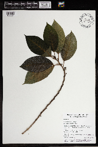 Ficus adenosperma image