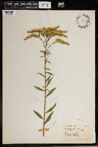 Solidago juncea image