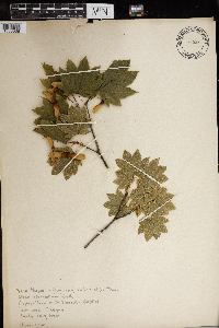 Image of Acer circinatum