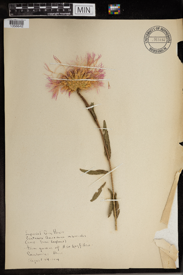 Centaurea americana image