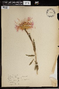Image of Centaurea americana