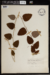 Smilax glauca image