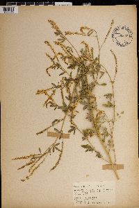 Melilotus officinalis image