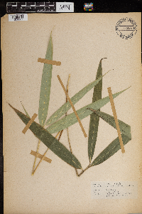 Arundinaria japonica image