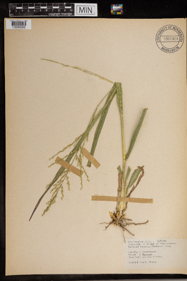 Panicum anceps image