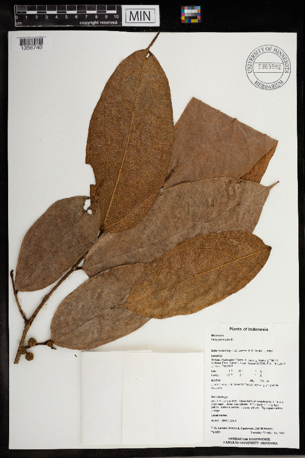 Ficus parietalis image