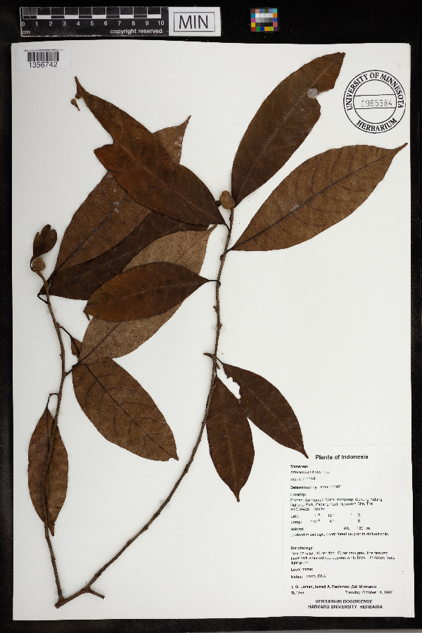 Artocarpus nitidus subsp. borneensis image