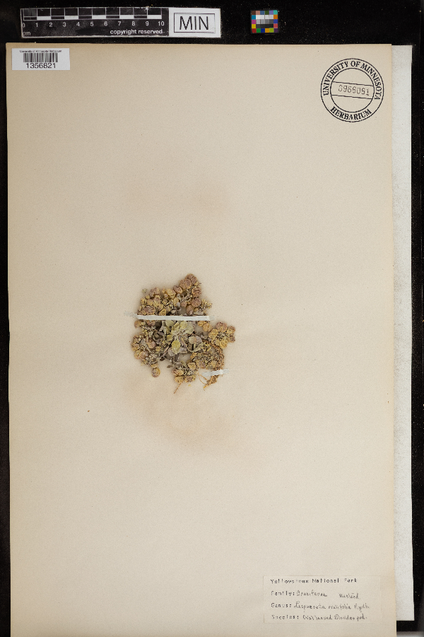 Physaria ovalifolia image