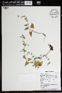 Fallopia convolvulus image