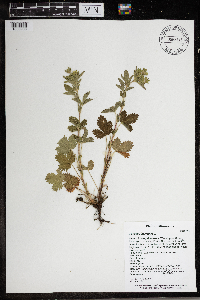 Potentilla norvegica image