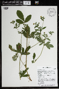 Potentilla norvegica image