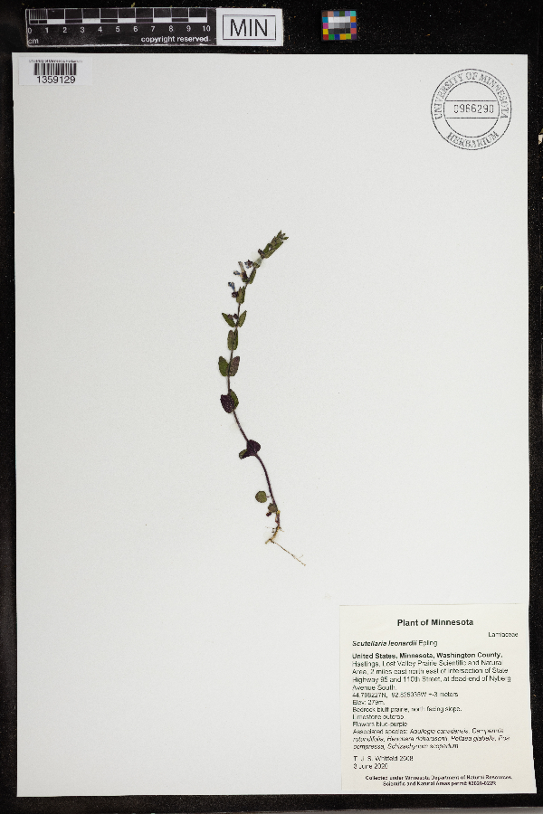 Scutellaria leonardii image