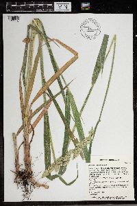 Phalaris arundinacea image