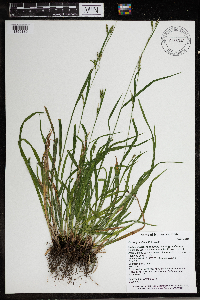 Carex gracillima image