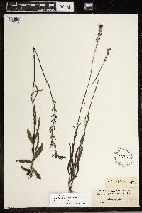 Buchnera breviflora image