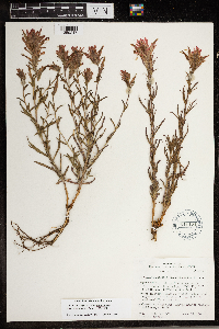 Image of Castilleja dissitiflora