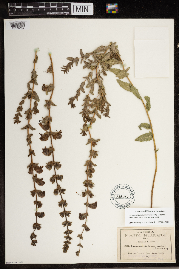 Lamourouxia brachyantha image