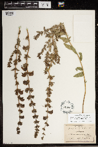 Lamourouxia brachyantha image