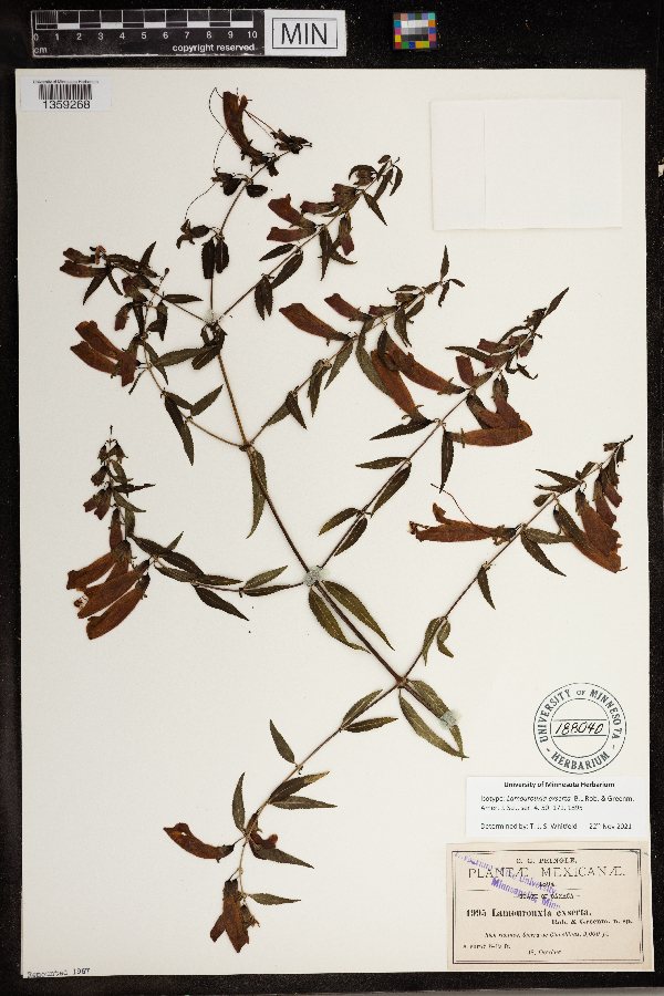Lamourouxia exserta image