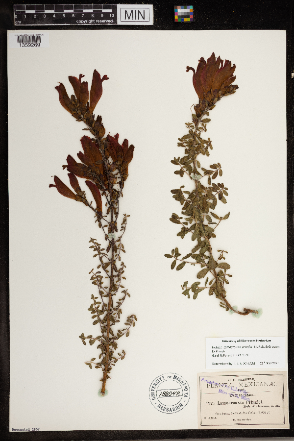 Lamourouxia pringlei image