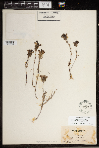 Orthocarpus brownii image