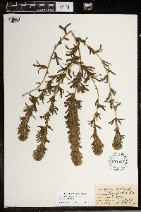 Orthocarpus longispicatus image