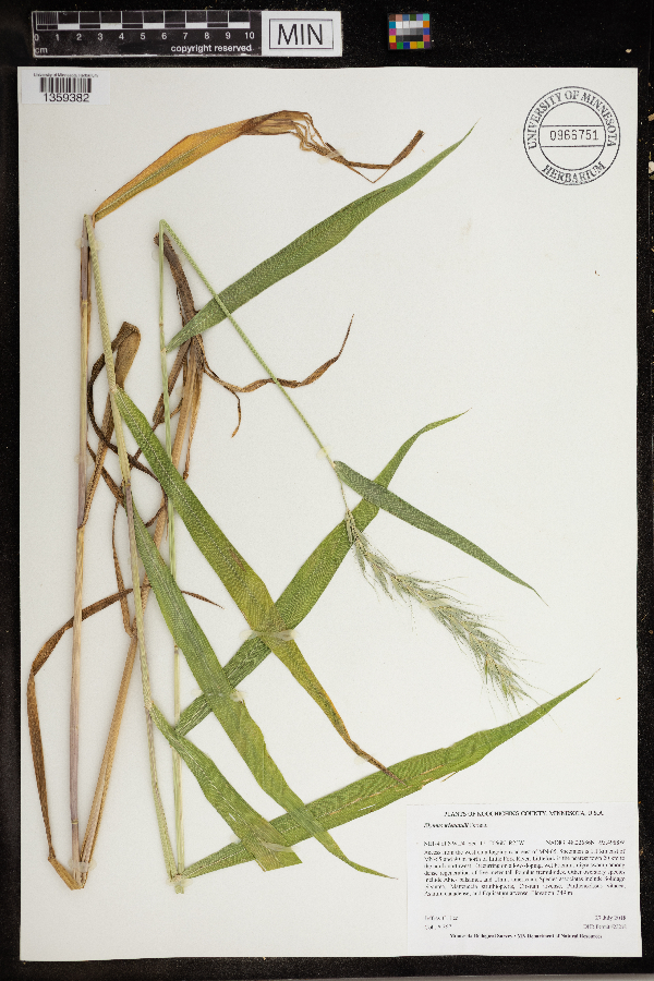 Elymus wiegandii image