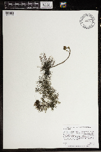 Utricularia vulgaris image