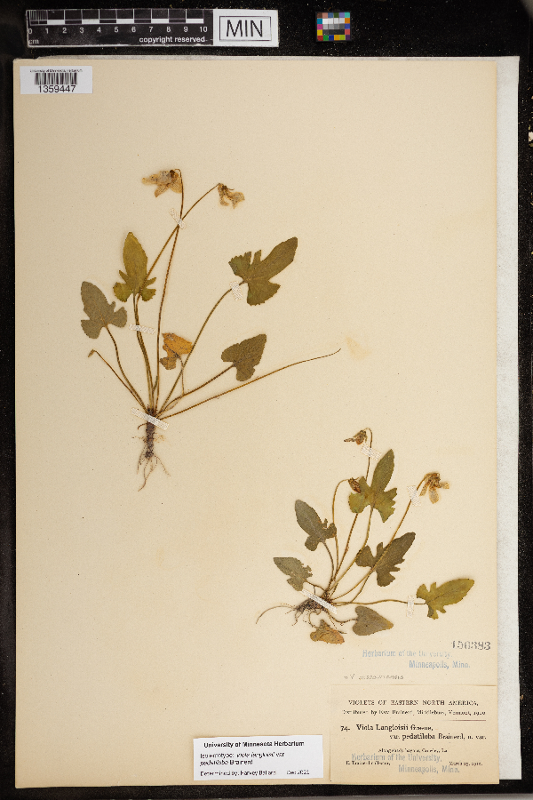 Viola langloisii var. pedatiloba image