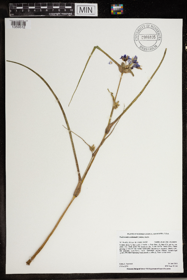 Tradescantia occidentalis image