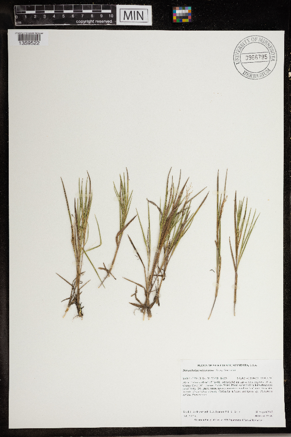 Dichanthelium wilcoxianum image