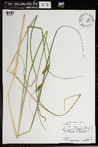 Carex utriculata image