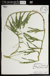 Lycopodium clavatum image