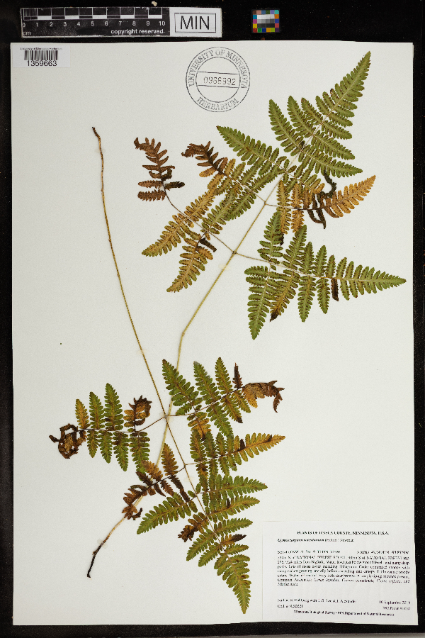 Gymnocarpium robertianum image