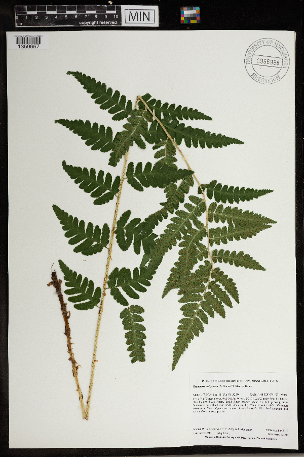 Dryopteris x uliginosa image