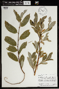 Salix discolor image