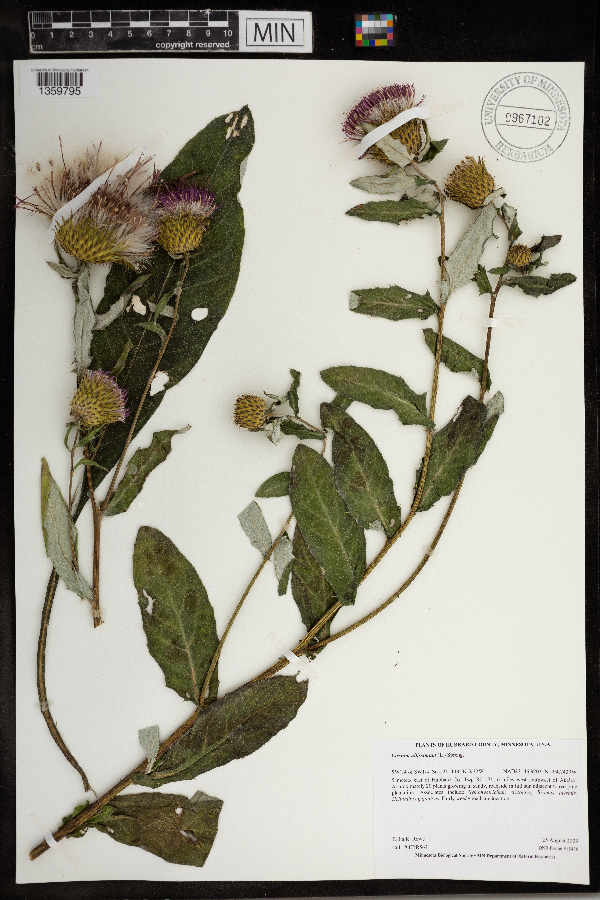 Cirsium altissimum image