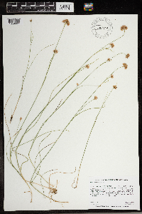 Rhynchospora alba image