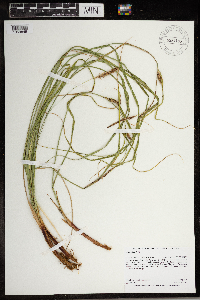 Carex pellita image