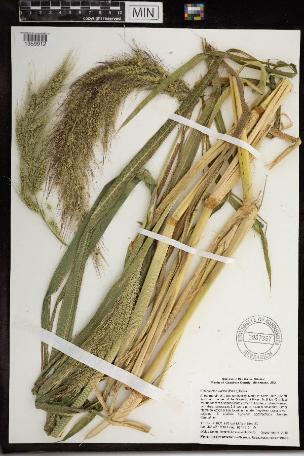 Echinochloa walteri image