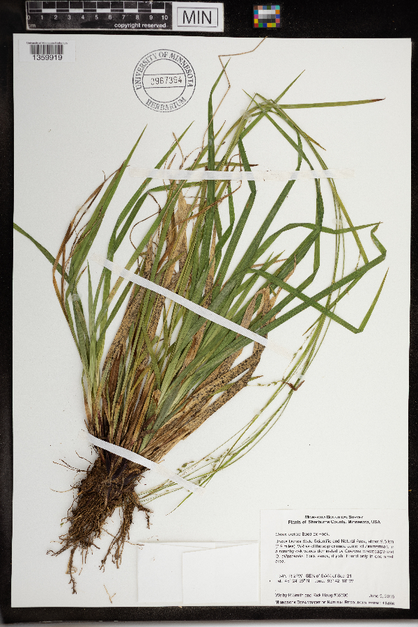 Carex arctata image